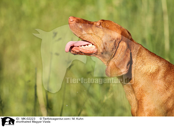 kurzhaariger Magyar Vizsla / shorthaired Magyar Vizsla / MK-02223