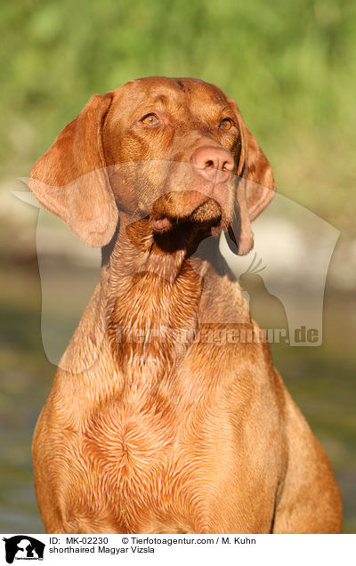 shorthaired Magyar Vizsla / MK-02230