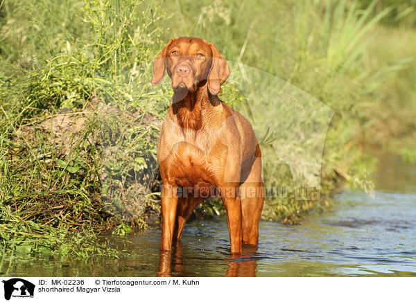 shorthaired Magyar Vizsla / MK-02236