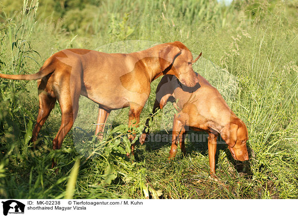 shorthaired Magyar Vizsla / MK-02238