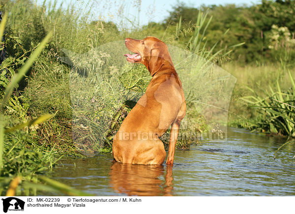 shorthaired Magyar Vizsla / MK-02239