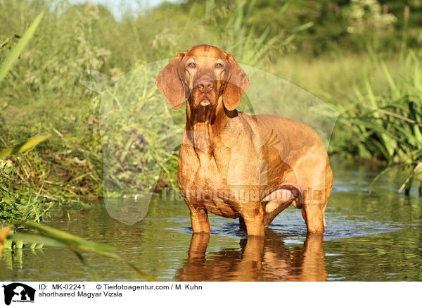 shorthaired Magyar Vizsla / MK-02241