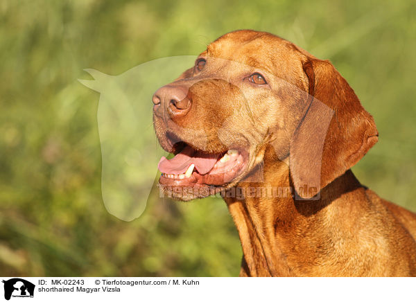 shorthaired Magyar Vizsla / MK-02243