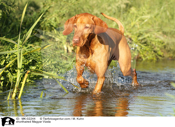 shorthaired Magyar Vizsla / MK-02244