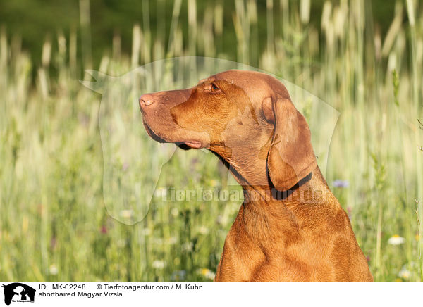 shorthaired Magyar Vizsla / MK-02248