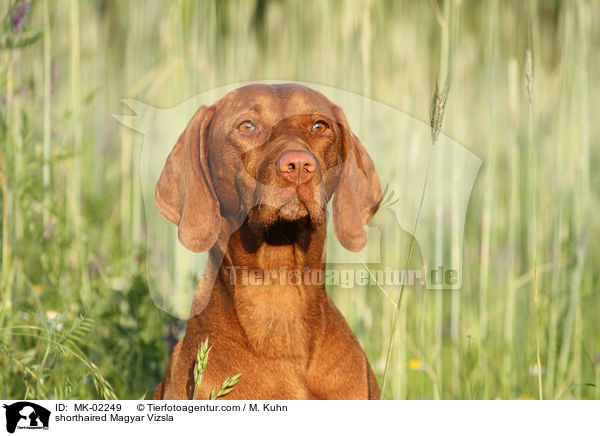 shorthaired Magyar Vizsla / MK-02249
