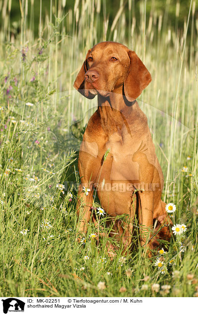 shorthaired Magyar Vizsla / MK-02251