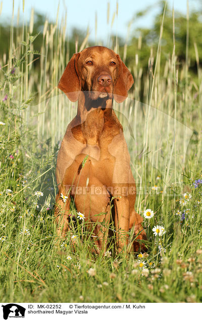 shorthaired Magyar Vizsla / MK-02252