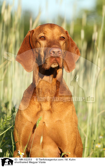 shorthaired Magyar Vizsla / MK-02253