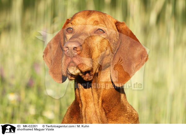 shorthaired Magyar Vizsla / MK-02261