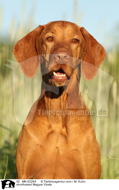shorthaired Magyar Vizsla / MK-02264
