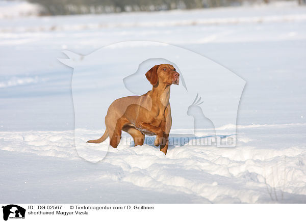 shorthaired Magyar Vizsla / DG-02567