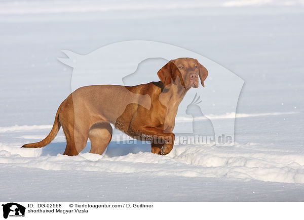 shorthaired Magyar Vizsla / DG-02568