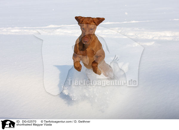 shorthaired Magyar Vizsla / DG-02570
