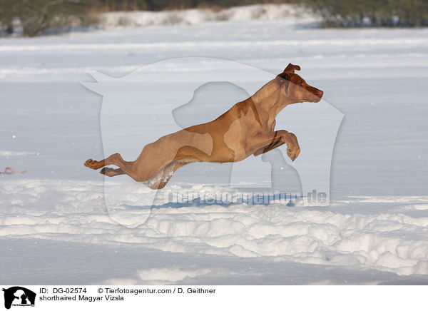 shorthaired Magyar Vizsla / DG-02574