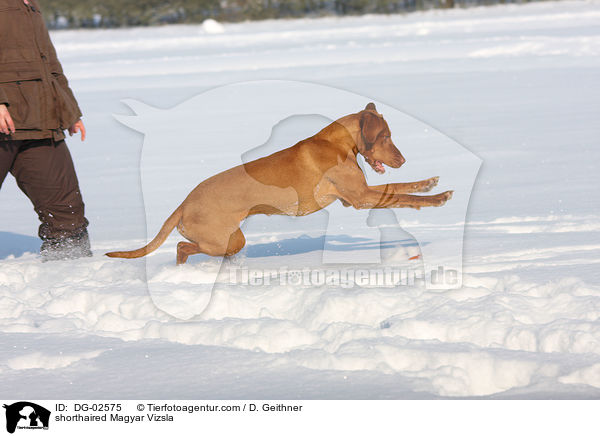 shorthaired Magyar Vizsla / DG-02575
