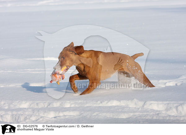shorthaired Magyar Vizsla / DG-02576