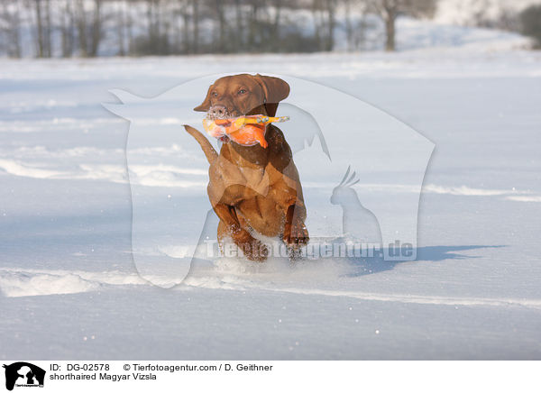 shorthaired Magyar Vizsla / DG-02578