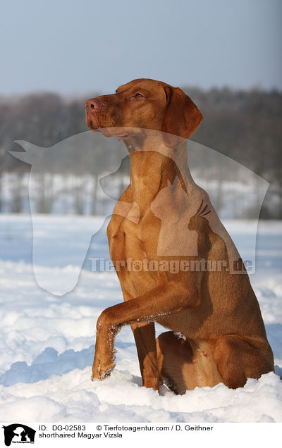 shorthaired Magyar Vizsla / DG-02583