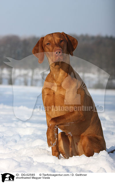 shorthaired Magyar Vizsla / DG-02585