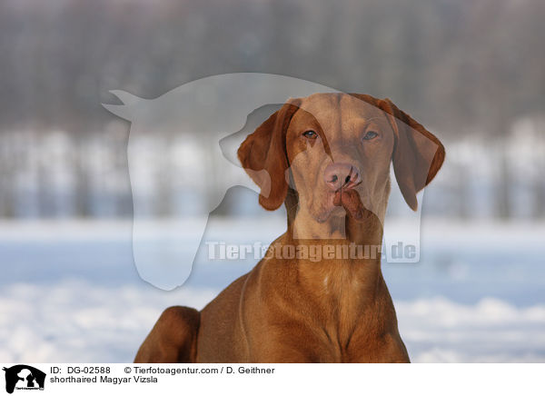 shorthaired Magyar Vizsla / DG-02588