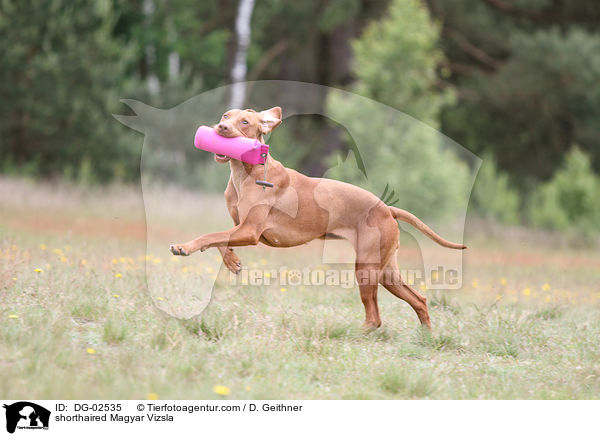 shorthaired Magyar Vizsla / DG-02535
