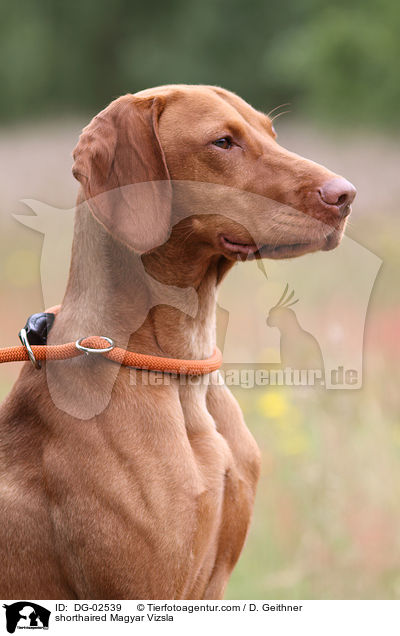 shorthaired Magyar Vizsla / DG-02539