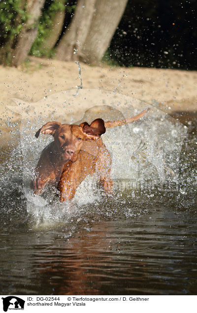 shorthaired Magyar Vizsla / DG-02544