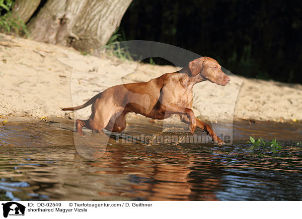 shorthaired Magyar Vizsla / DG-02549