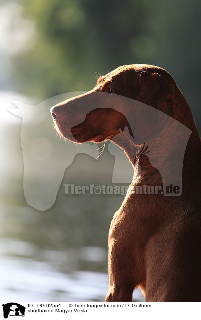 shorthaired Magyar Vizsla / DG-02554