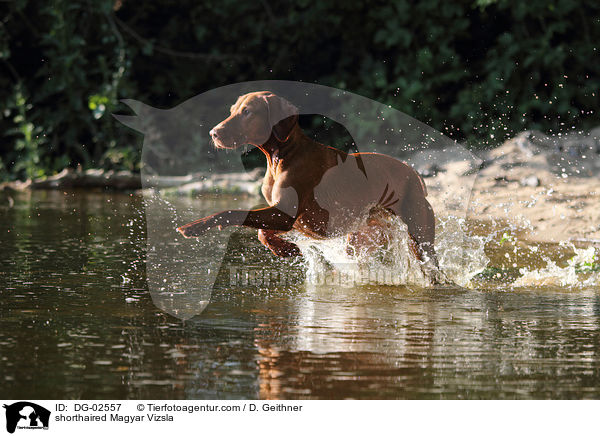 shorthaired Magyar Vizsla / DG-02557