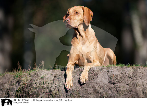 Magyar Vizsla / KF-02250
