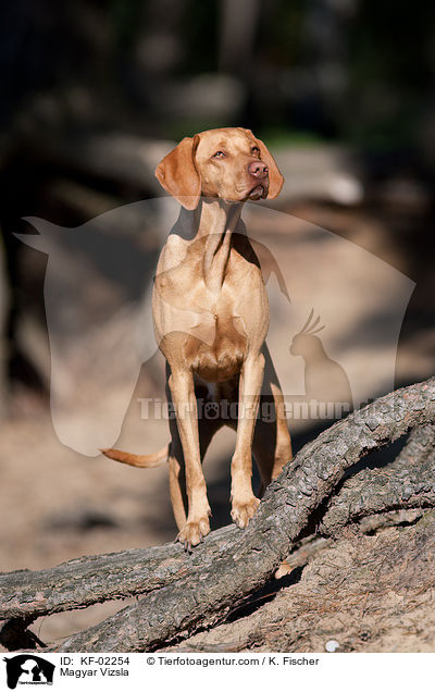 Magyar Vizsla / KF-02254