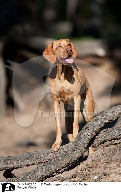 Magyar Vizsla / KF-02255