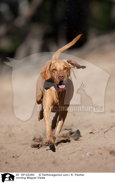running Magyar Vizsla / KF-02260