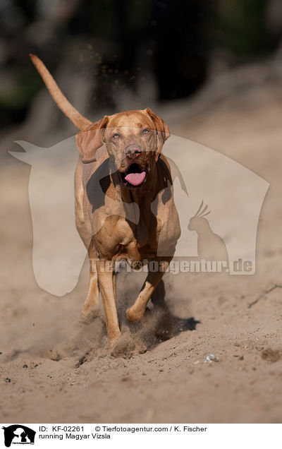 running Magyar Vizsla / KF-02261