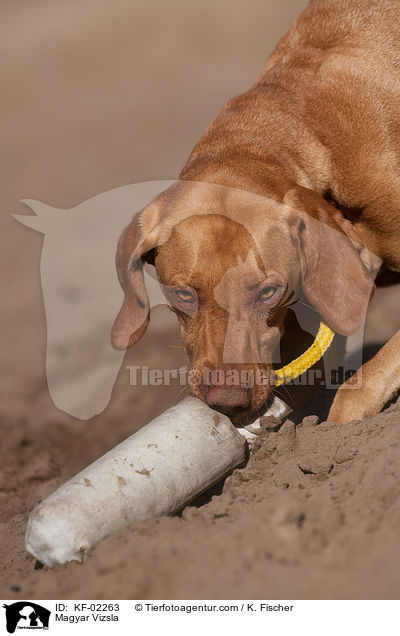 Magyar Vizsla / KF-02263