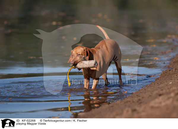 playing Magyar Vizsla / KF-02268