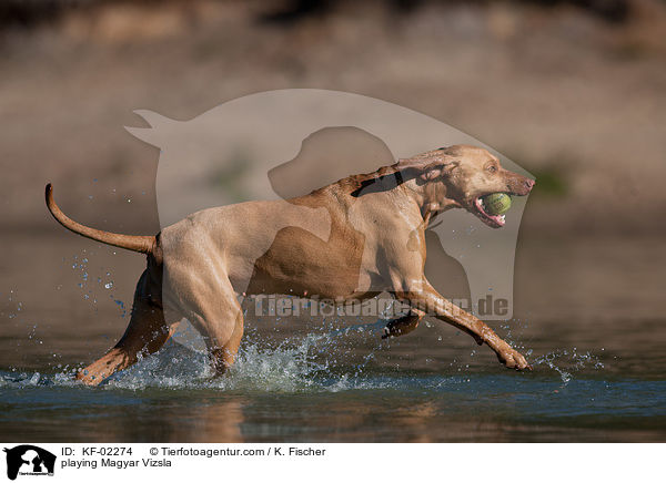 playing Magyar Vizsla / KF-02274