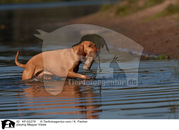 playing Magyar Vizsla / KF-02278