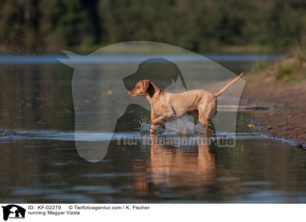 running Magyar Vizsla / KF-02279