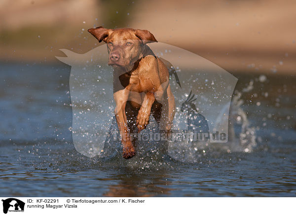 running Magyar Vizsla / KF-02291