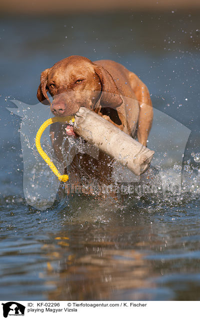 playing Magyar Vizsla / KF-02296