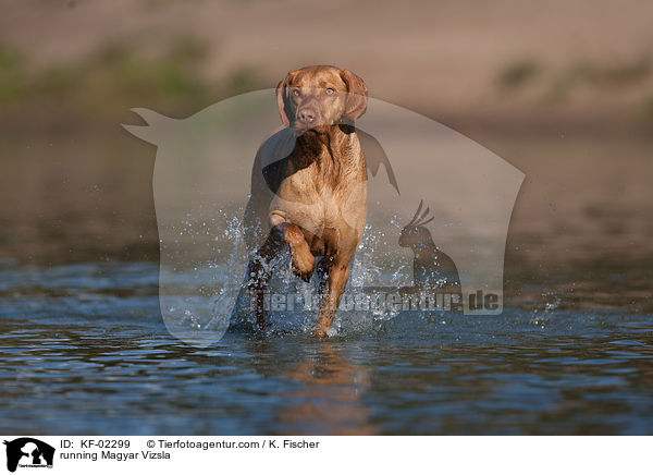 running Magyar Vizsla / KF-02299