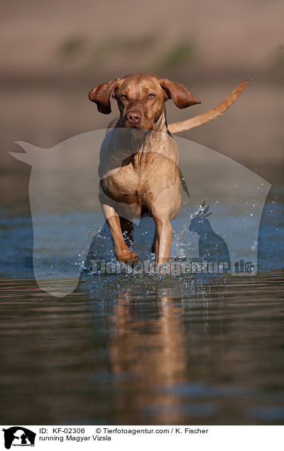 running Magyar Vizsla / KF-02306