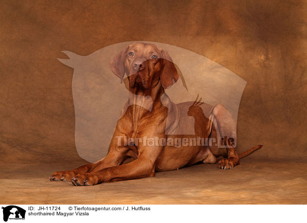shorthaired Magyar Vizsla / JH-11724