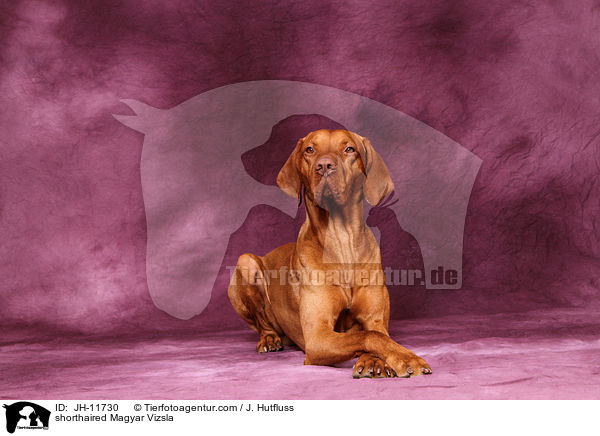 shorthaired Magyar Vizsla / JH-11730