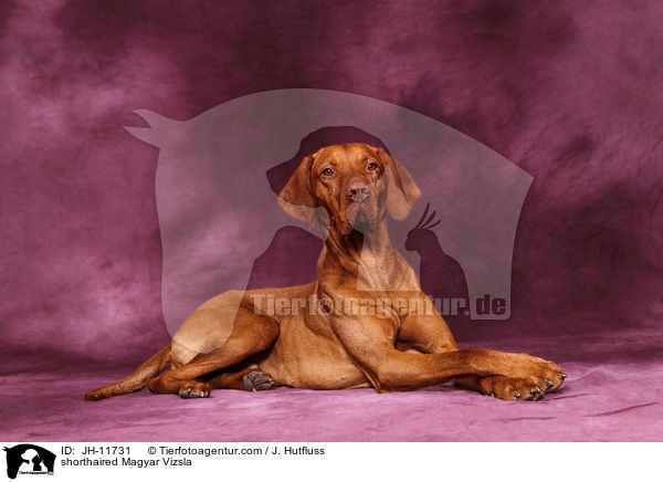 shorthaired Magyar Vizsla / JH-11731