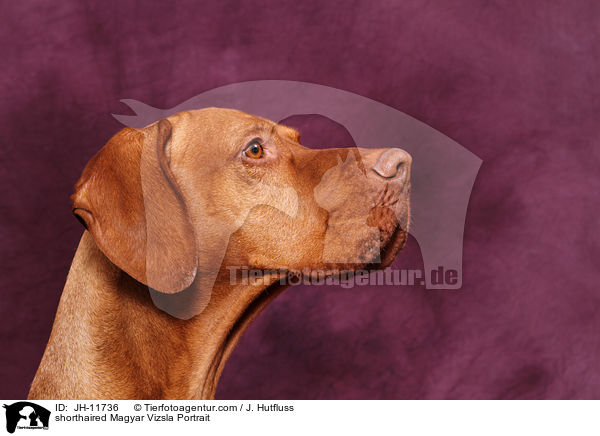 shorthaired Magyar Vizsla Portrait / JH-11736