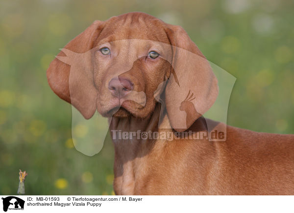 shorthaired Magyar Vizsla Puppy / MB-01593